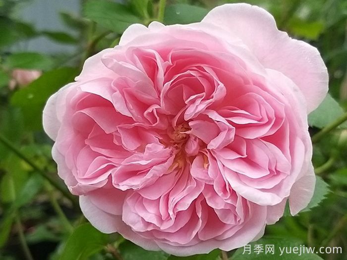 波薩諾瓦月季/農(nóng)神/巴薩諾瓦(圖1)