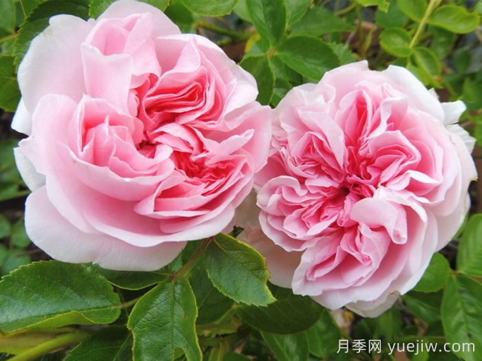波薩諾瓦月季/農(nóng)神/巴薩諾瓦(圖2)