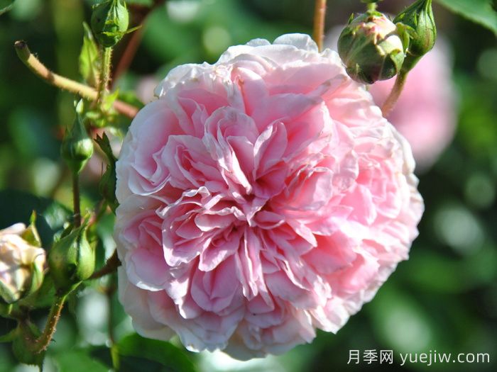 波薩諾瓦月季/農(nóng)神/巴薩諾瓦(圖3)