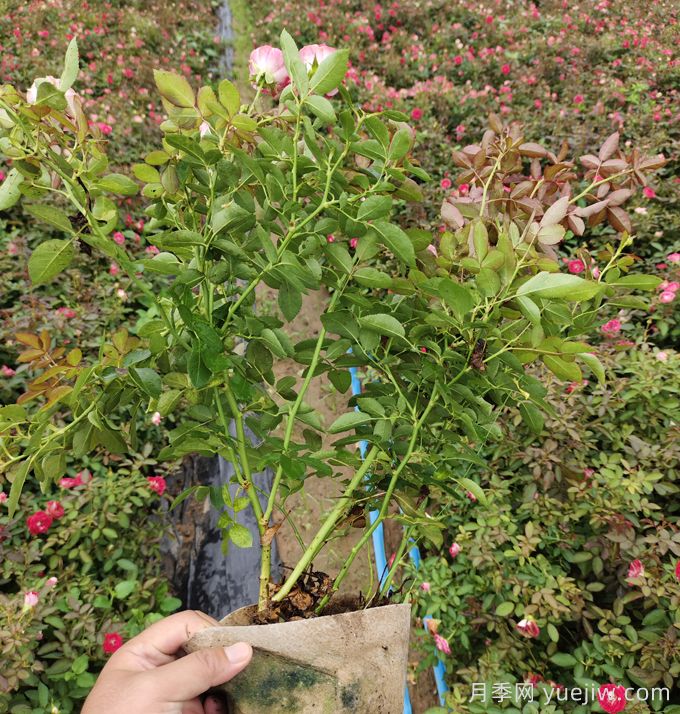 豐花月季大缽苗一平方需要多少棵？(圖2)