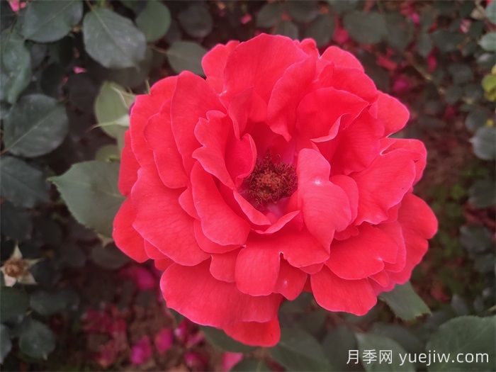 推薦八款6月***值得養(yǎng)的月季，特別耐曬，花大色艷(圖2)