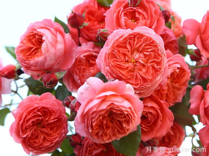 耐曬性強的6種月季，夏季高溫依然美(圖4)