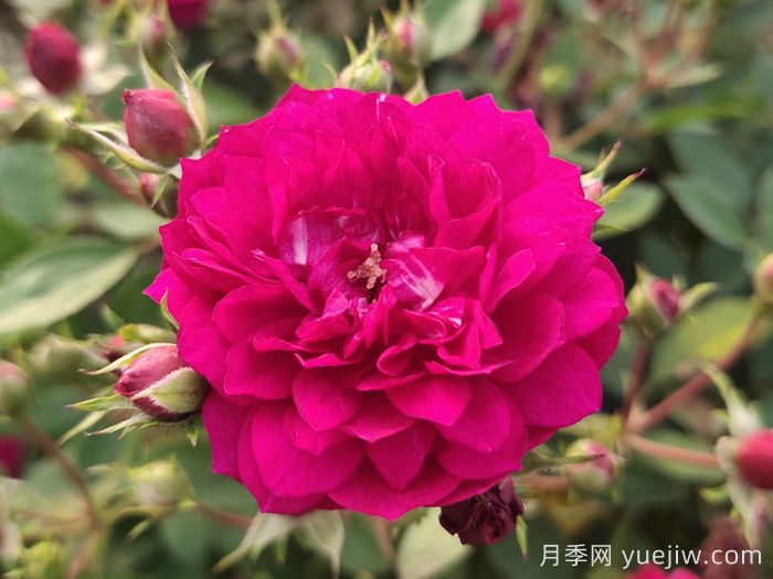 11種經(jīng)典微型月季花，顏值與實(shí)力兼具，陽臺(tái)黨***愛(圖3)