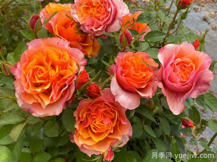 11種經(jīng)典微型月季花，顏值與實(shí)力兼具，陽臺(tái)黨***愛(圖4)