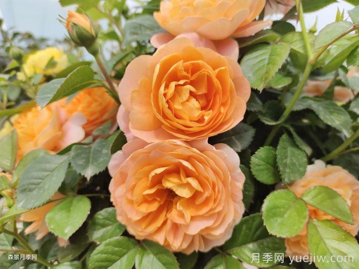 11種經(jīng)典微型月季花，顏值與實(shí)力兼具，陽臺(tái)黨***愛(圖6)