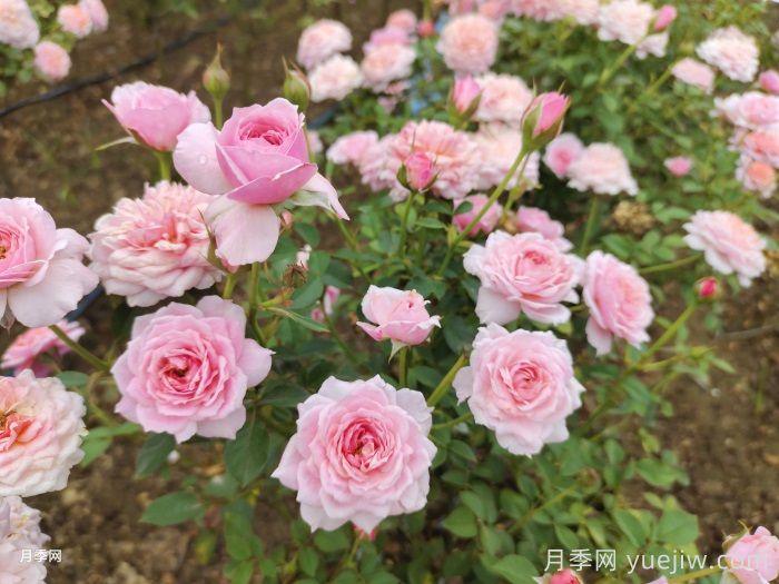 11種經(jīng)典微型月季花，顏值與實(shí)力兼具，陽臺(tái)黨***愛(圖5)