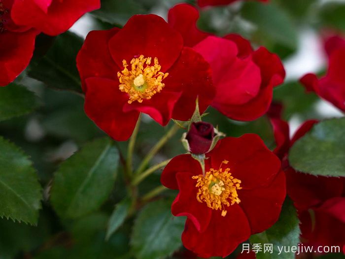 猩紅漂流月季(圖2)