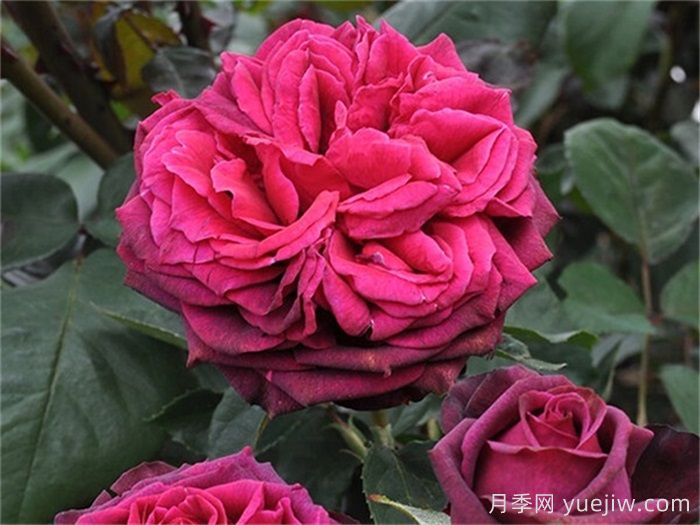 普及12種月季，養(yǎng)不死得小強(qiáng)月季(圖1)