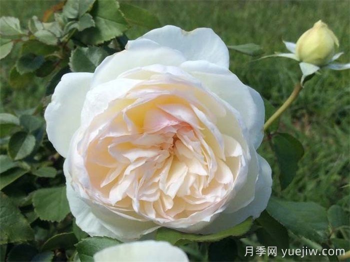 普及12種月季，養(yǎng)不死得小強(qiáng)月季(圖2)
