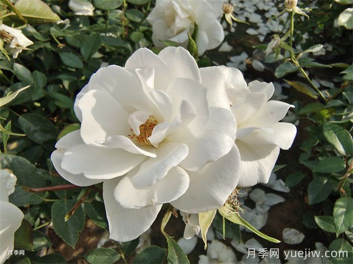 普及12種月季，養(yǎng)不死得小強(qiáng)月季(圖3)