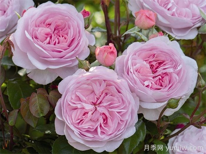 普及12種月季，養(yǎng)不死得小強(qiáng)月季(圖6)