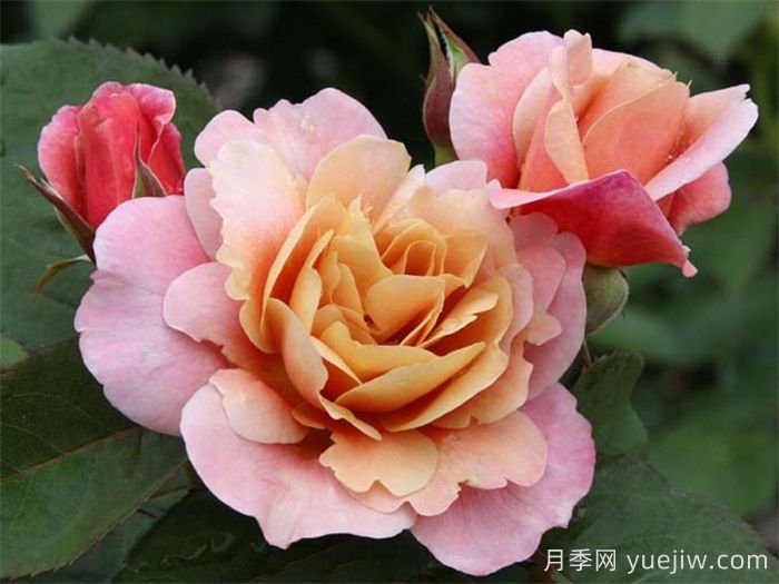 推薦8款復(fù)古柔色月季，色彩獨(dú)特，花型優(yōu)雅(圖1)