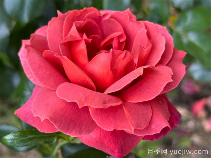 推薦8款復(fù)古柔色月季，色彩獨(dú)特，花型優(yōu)雅(圖3)