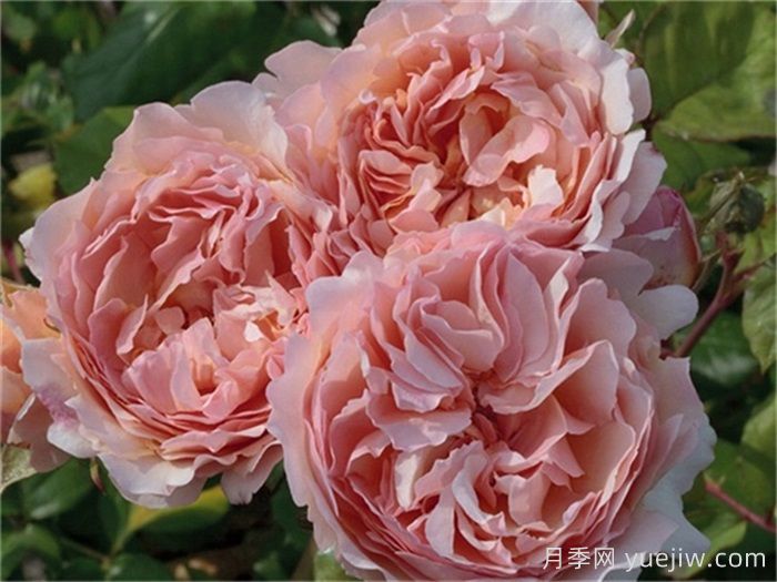 推薦8款復(fù)古柔色月季，色彩獨(dú)特，花型優(yōu)雅(圖6)