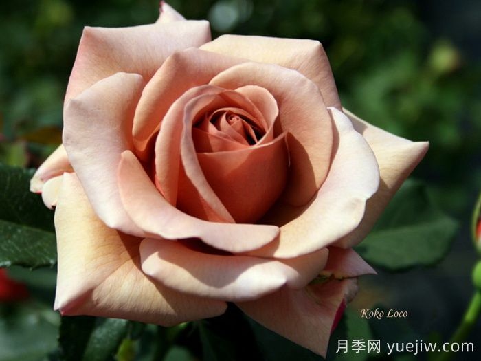 可可洛可月季/靈魂姐妹(圖1)