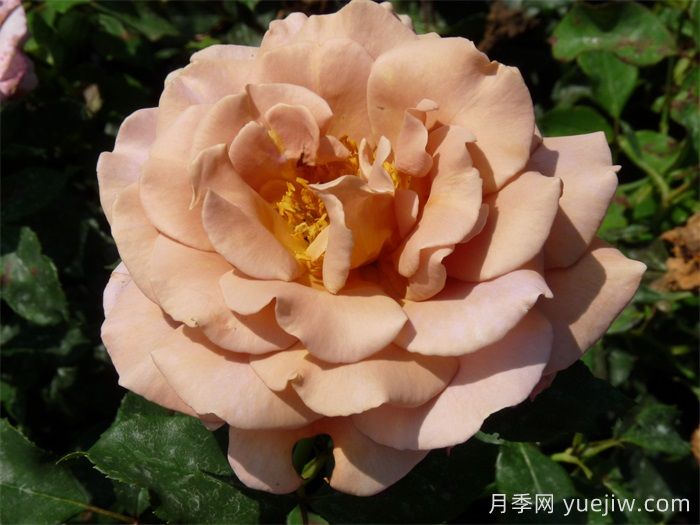 可可洛可月季/靈魂姐妹(圖3)