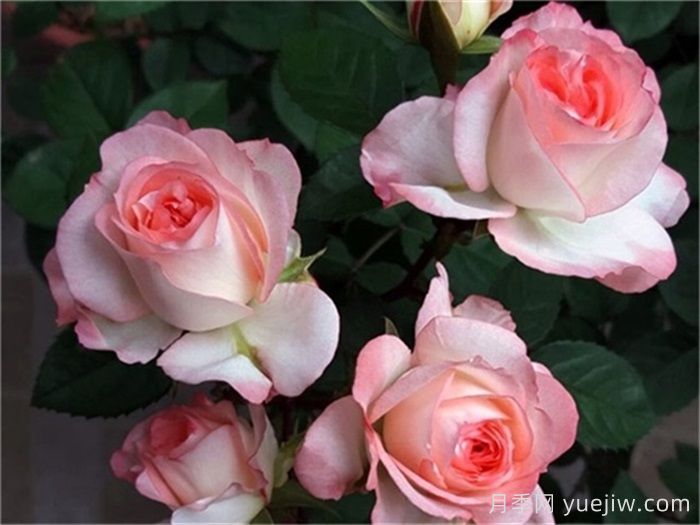 月季介紹，可愛多月季(圖1)