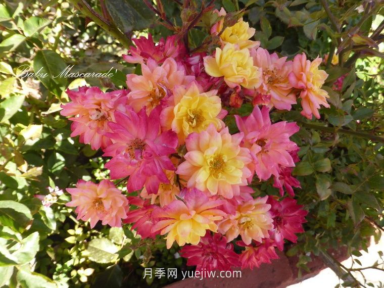 嬰兒假面舞會(huì)月季/小五彩月季(圖2)