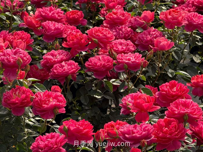 絕色果汁月季的介紹和優(yōu)缺點(圖1)