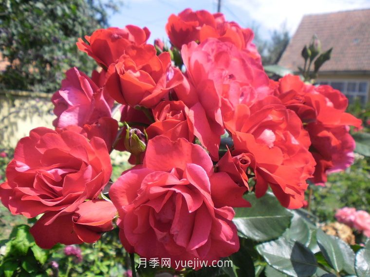 緋紅天空月季的介紹和優(yōu)缺點(diǎn)(圖1)