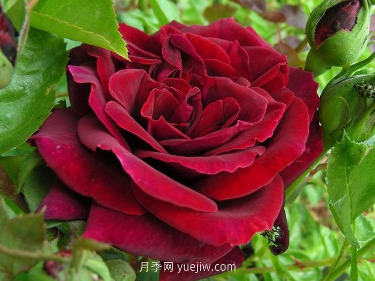黑夫人月季(圖1)