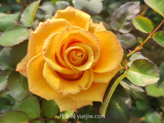 夏日賞花必入！這9款玫瑰讓花期超長(zhǎng)待機(jī)(圖2)