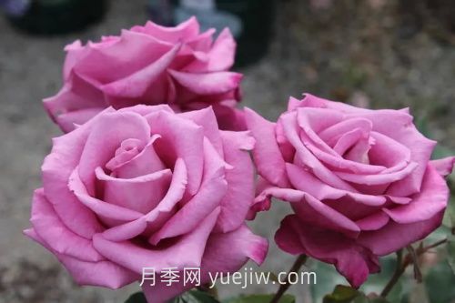 梅子灰月季介紹和優(yōu)缺點(圖1)