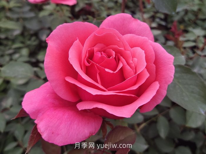 10個花徑超過15厘米的月季花品種(圖1)