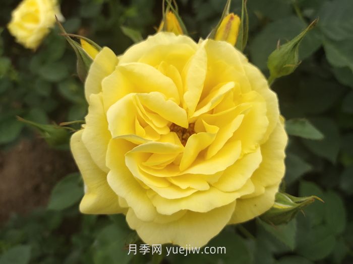 10個花徑超過15厘米的月季花品種(圖2)