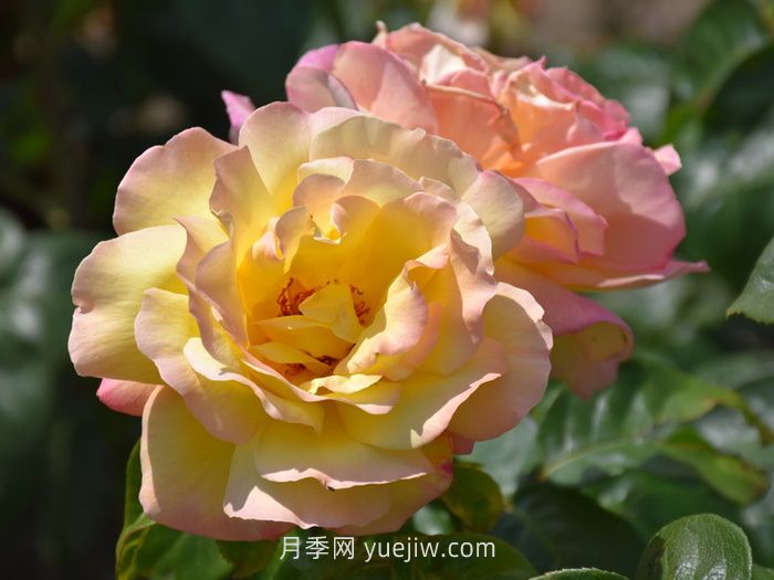10個花徑超過15厘米的月季花品種(圖4)