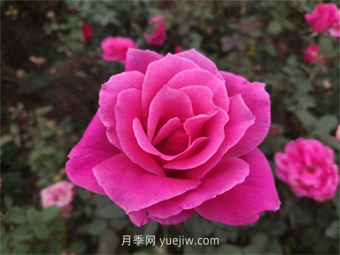 10個花徑超過15厘米的月季花品種(圖5)