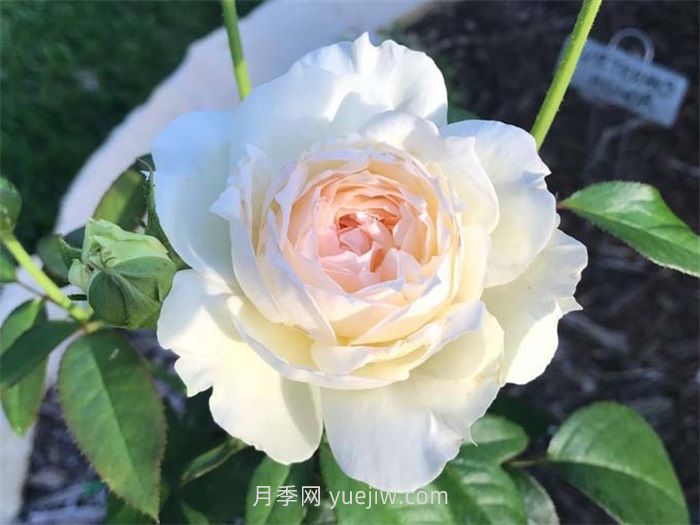 推薦十款***值得入手的白色月季品種(圖3)