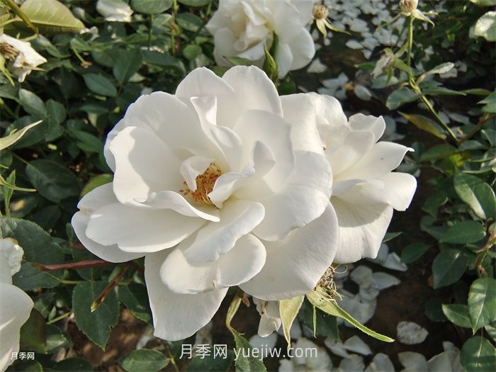推薦十款***值得入手的白色月季品種(圖4)
