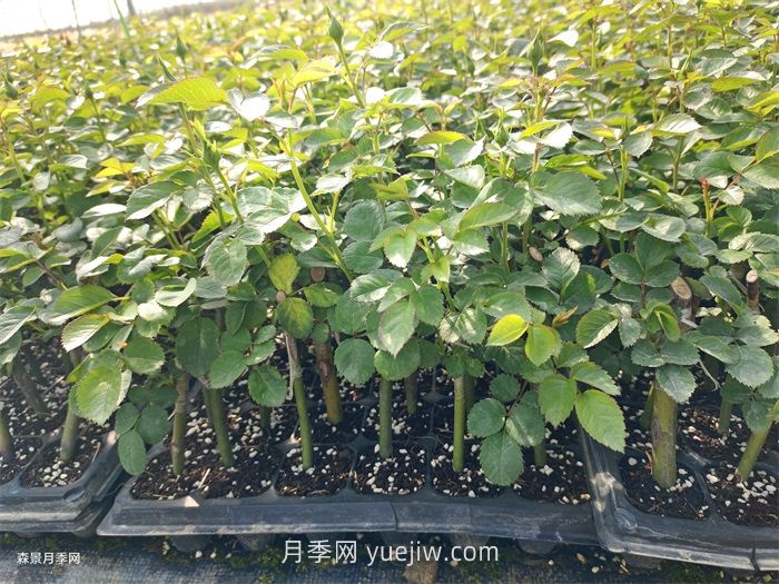 月季苗，南陽月季小苗用于全國各地的月季繁育基地(圖1)