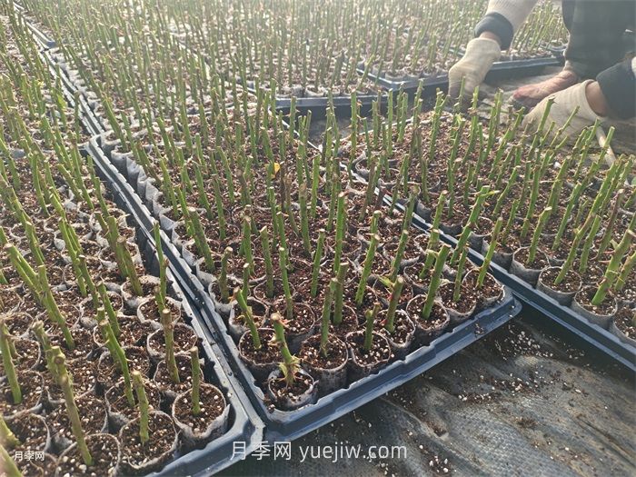 月季苗，南陽月季小苗用于全國各地的月季繁育基地(圖3)