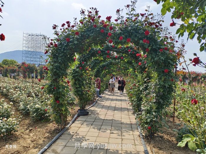 夏季很多月季和花木快速衰弱死亡，是什么原因？(圖1)
