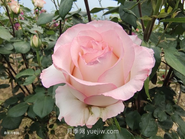 園林人必須知道的88個花卉基本知識點(圖1)
