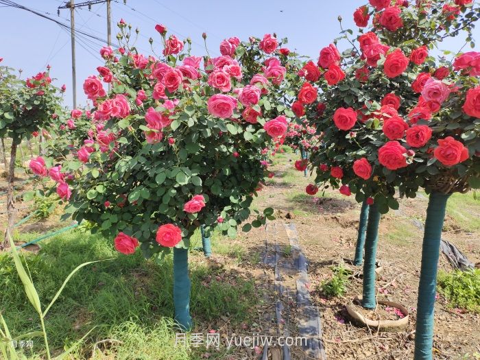 園林人必須知道的88個花卉基本知識點(圖2)