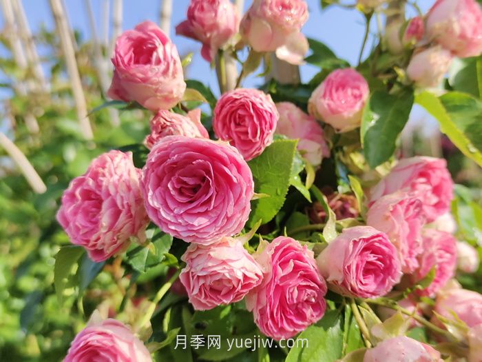 推薦***值得入手的爬墻月季品種(圖5)