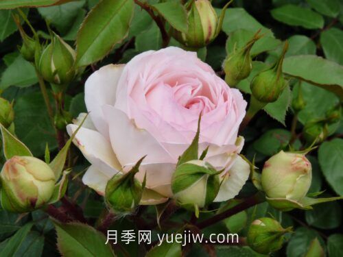 斯蒂芬妮古城堡月季介紹和優(yōu)缺點(diǎn)(圖1)