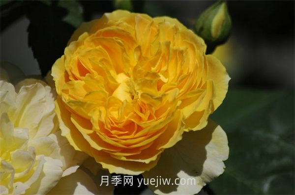魔力光輝月季介紹和優(yōu)缺點(圖1)