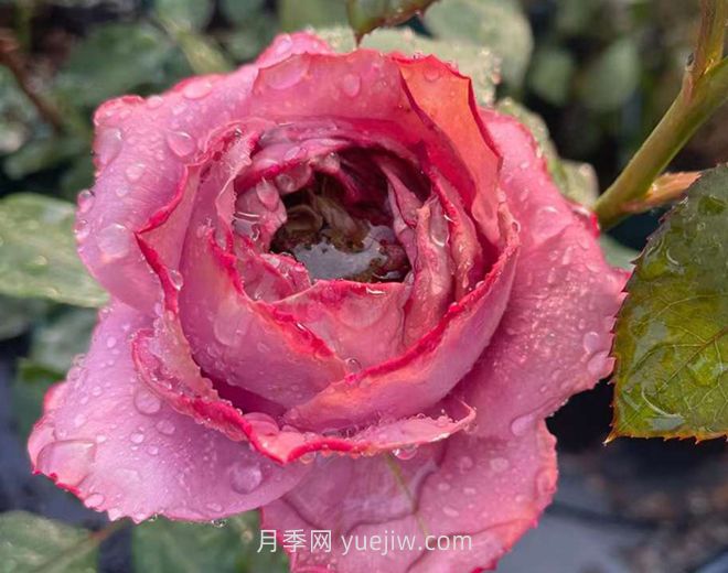 藍(lán)瓷花瓶月季介紹和優(yōu)缺點(diǎn)(圖1)