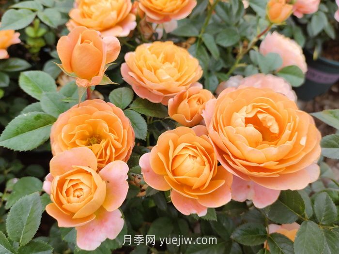 推薦88個***美月季品種，讓花友美到心醉，陶醉其中(圖2)