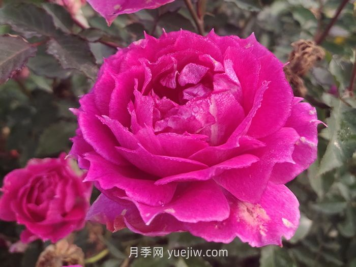 推薦88個***美月季品種，讓花友美到心醉，陶醉其中(圖3)