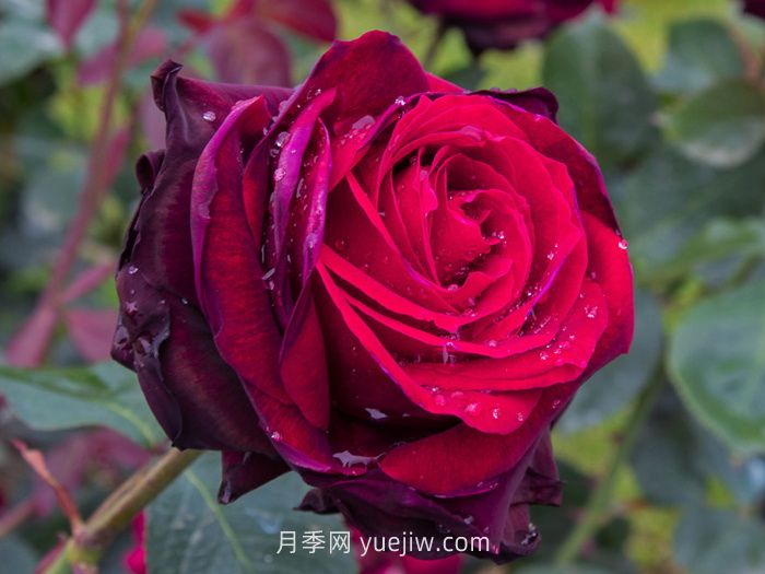 推薦88個***美月季品種，讓花友美到心醉，陶醉其中(圖4)