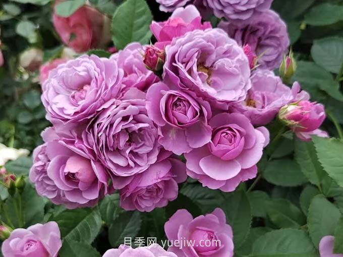 推薦88個***美月季品種，讓花友美到心醉，陶醉其中(圖6)