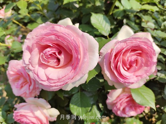 推薦88個***美月季品種，讓花友美到心醉，陶醉其中(圖7)