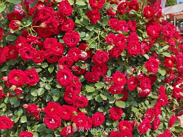 推薦88個***美月季品種，讓花友美到心醉，陶醉其中(圖9)