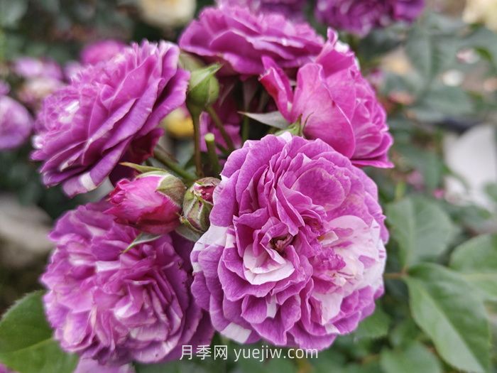 推薦88個***美月季品種，讓花友美到心醉，陶醉其中(圖11)