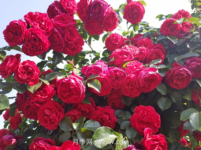 北方園林綠化帶常見的月季花(圖3)